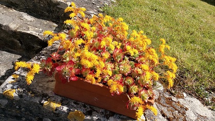 1 fleurs.jpg